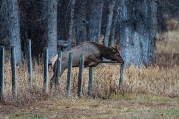 Support Wildlife Friendly Fencing - Jackson Hole Conservation Alliance