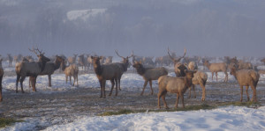 Elk Feeding
