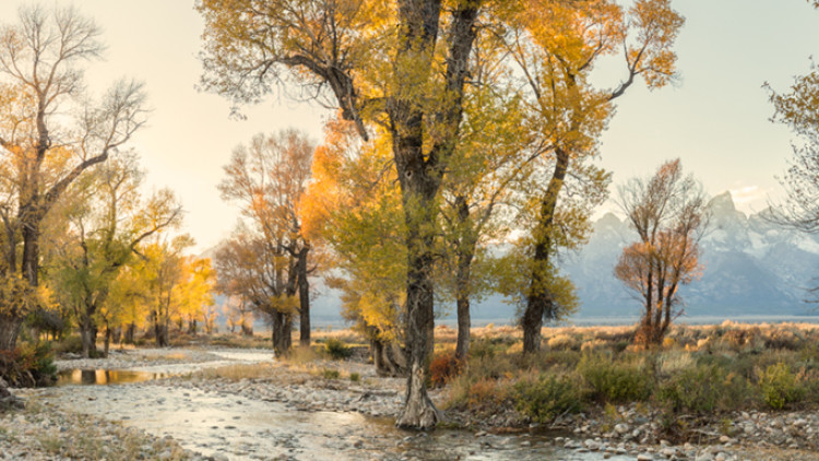 Alliance Comments on Natural Resource Protections Updates