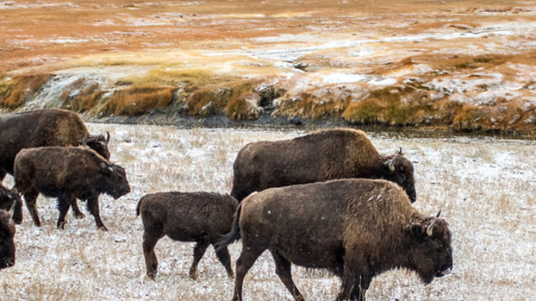 Community Encounter: Ungulates