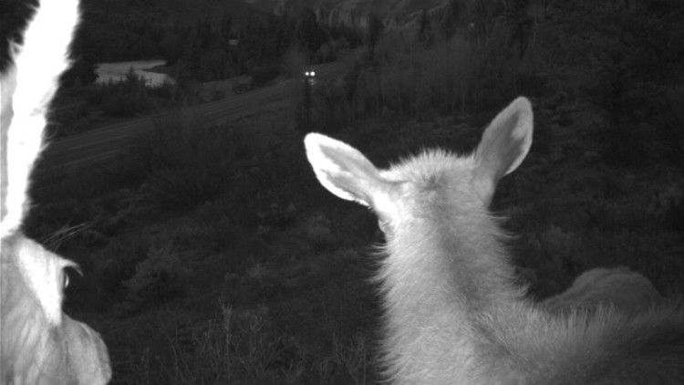 Frequently Asked Questions about Wildlife Crossings on South Highway 89