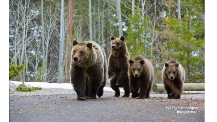 Alliance Statement on Grizzly Delisting
