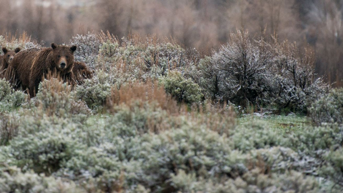 Giant News for Grizzly Bears
