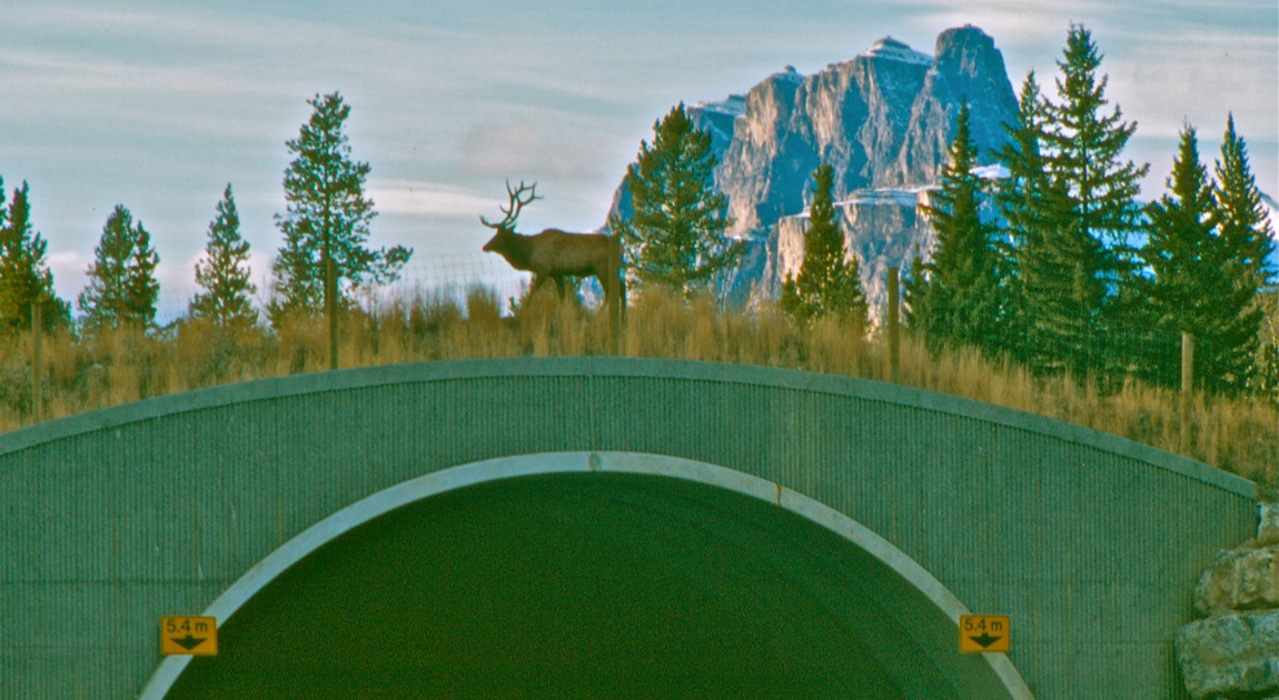 wildlife-crossing.jpg