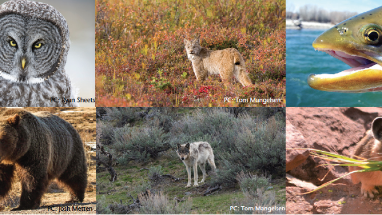 State of Wildlife Study Launched