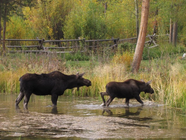 Lot-5-moose.jpeg