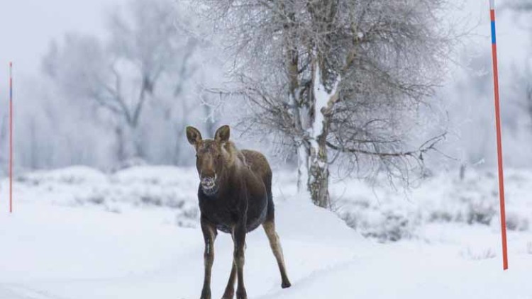 Alliance Joins in Winter Wildlife News Conference