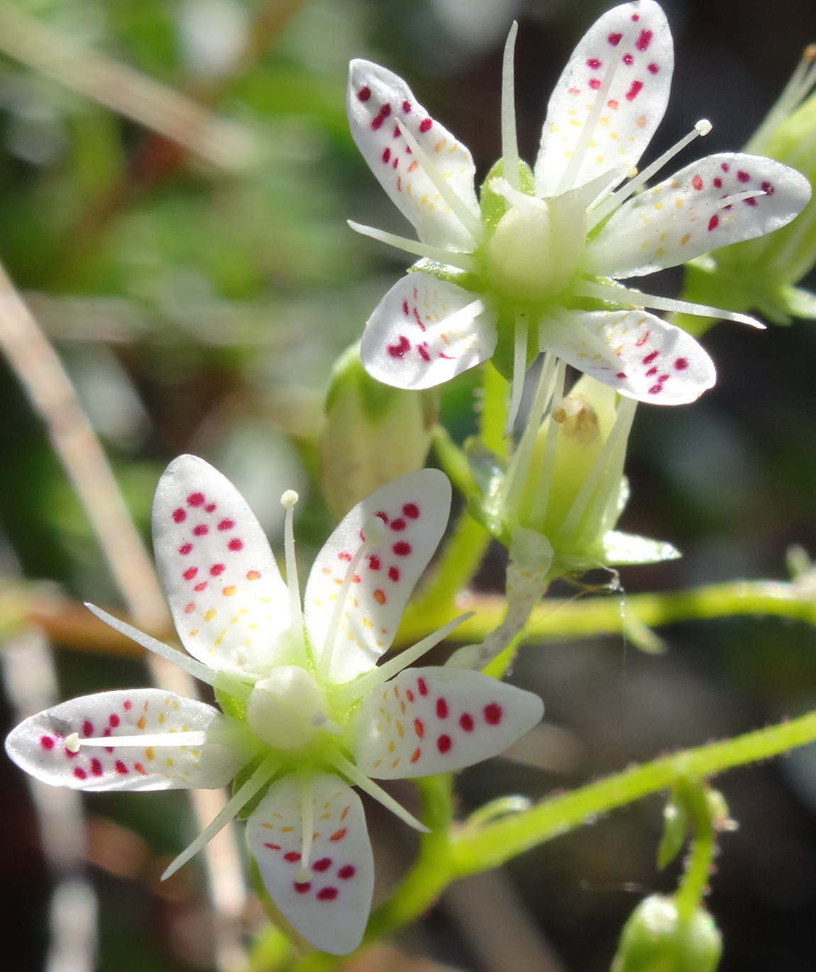 The-Spotted-Saxifrage.jpeg