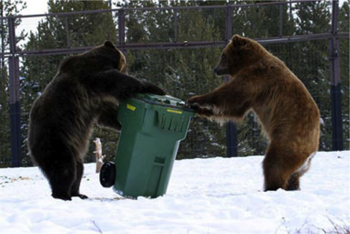 bear-in-trash-can.png