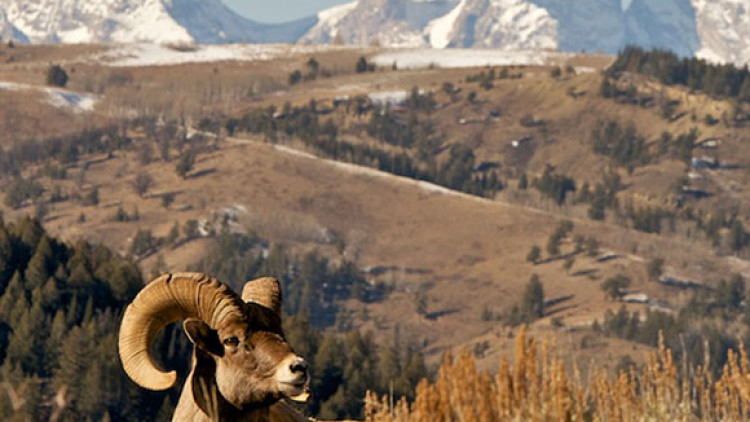 Grand Targhee Expansion: Public Scoping Comment Workshop