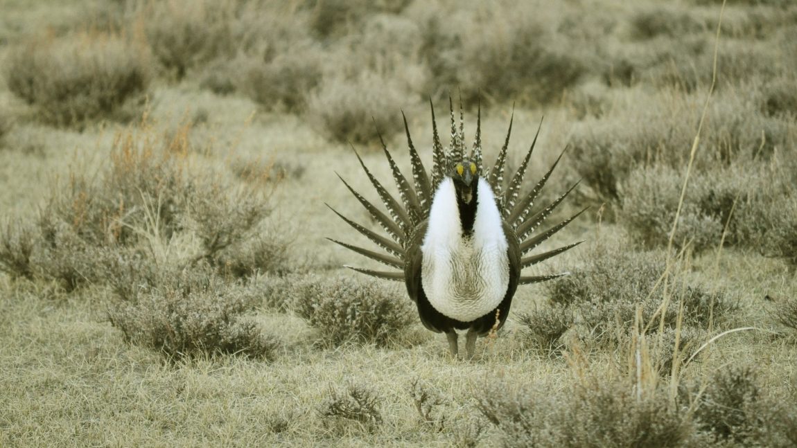 Celebrating and supporting locally-driven sage-grouse management