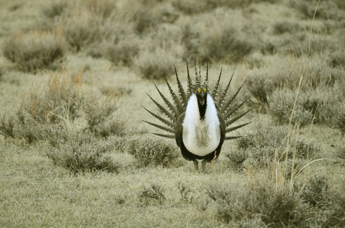 greater-sage-grouse-936696_1920.jpg