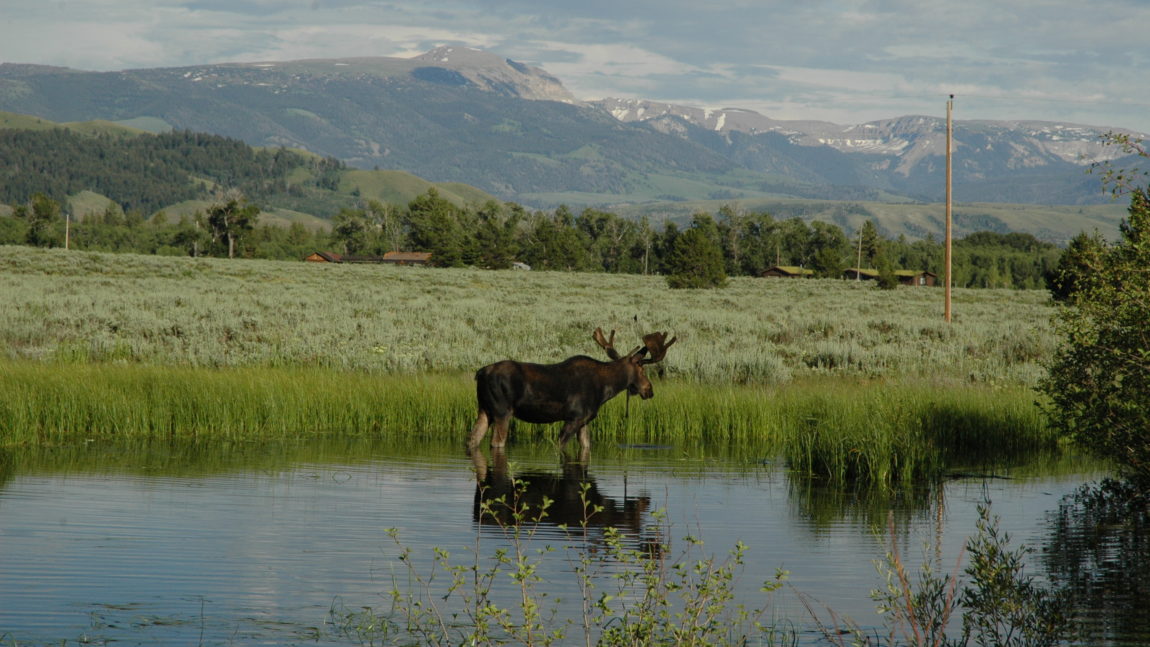 Community Encounters: Moose