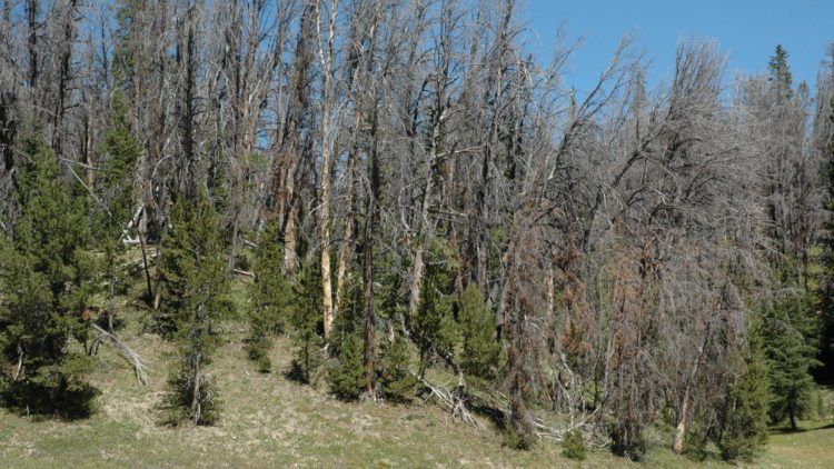 Community Encounters: Whitebark Pine