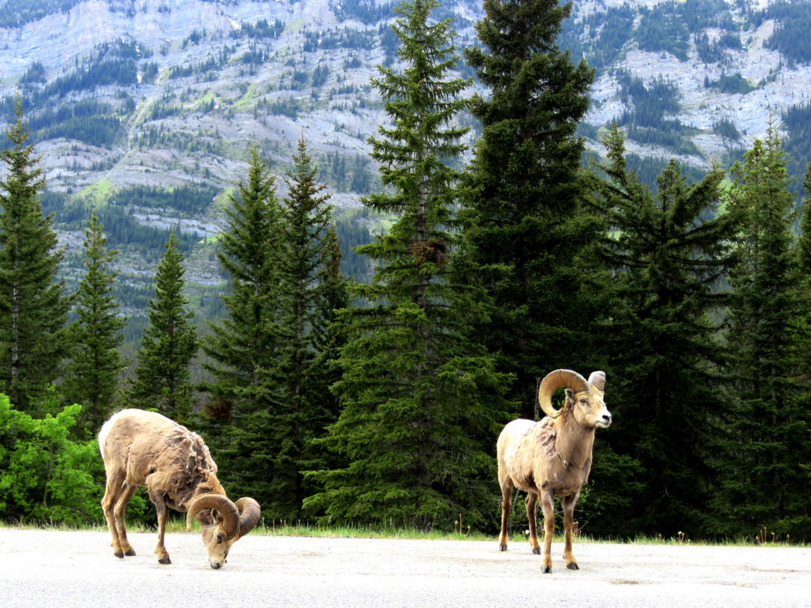 BighornSheep-1429859_Pixabay.jpg