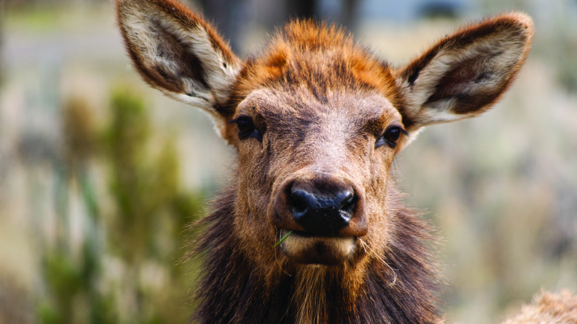 The Alliance Presents: The State of Wildlife Report