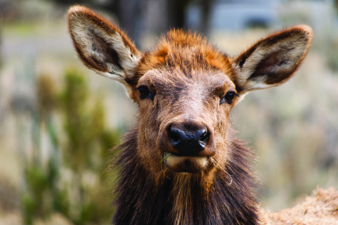 Elk_iStock-503648456.jpg