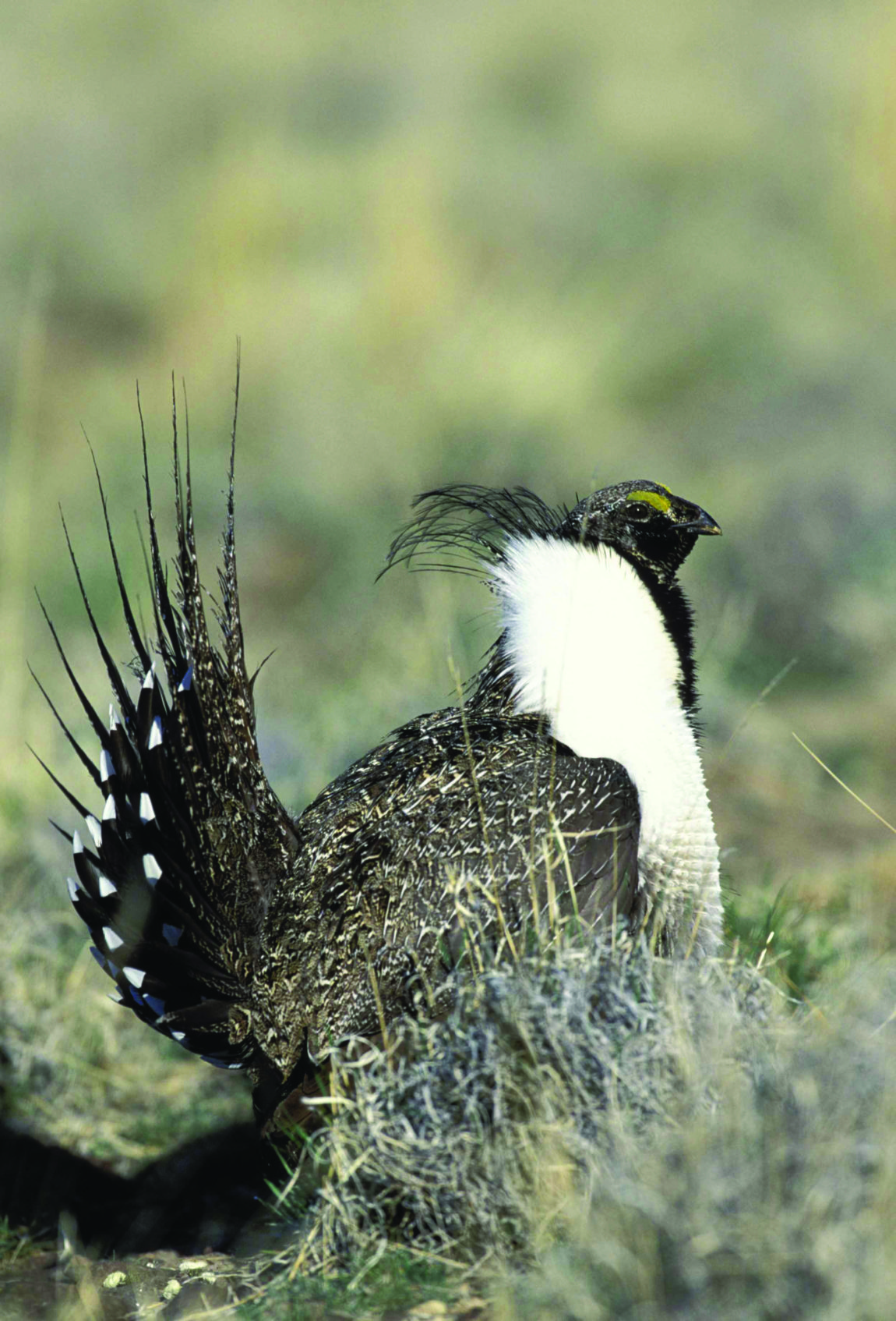 SageGrouse-387416_Pixabay.jpg