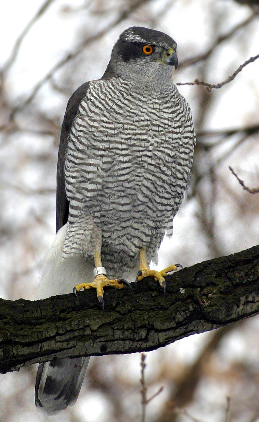 Northern_Goshawk.jpg