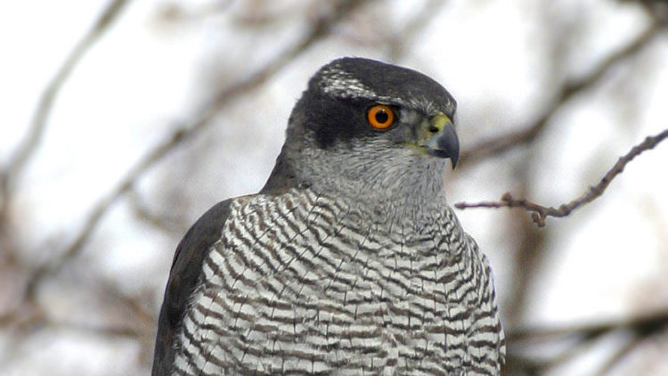 Community Encounters: Goshawk