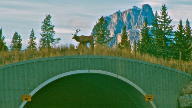 Something to Celebrate: Wildlife Crossings Master Plan Complete!