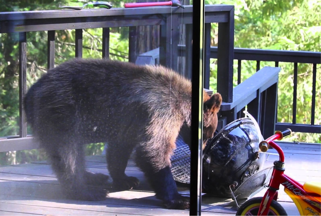 bear in grill Jackson Hole Conservation Alliance