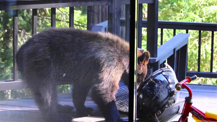 Steps toward bear-proof trashcans in Teton County