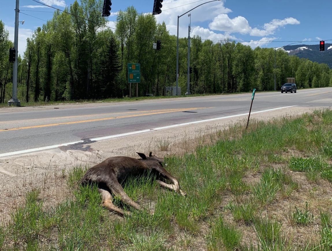 22.390-dead-moose-e1559845207410.jpg