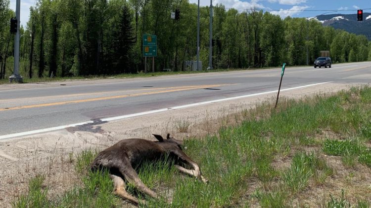 Help fund wildlife crossings with SPET