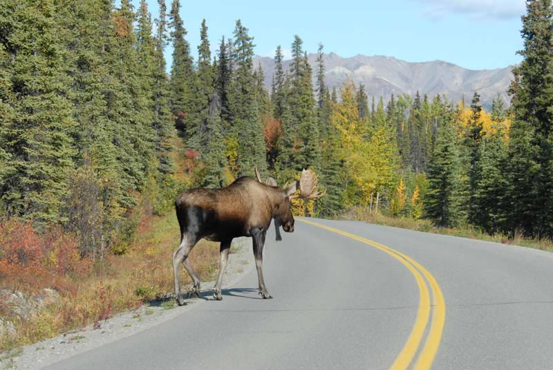 Moose-Credit-JohnLove-AlaskaDOT-PF-1.jpg