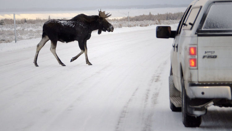 Moose-crossing-GYE-Credit-MarkGocke-e1559766484992.jpg