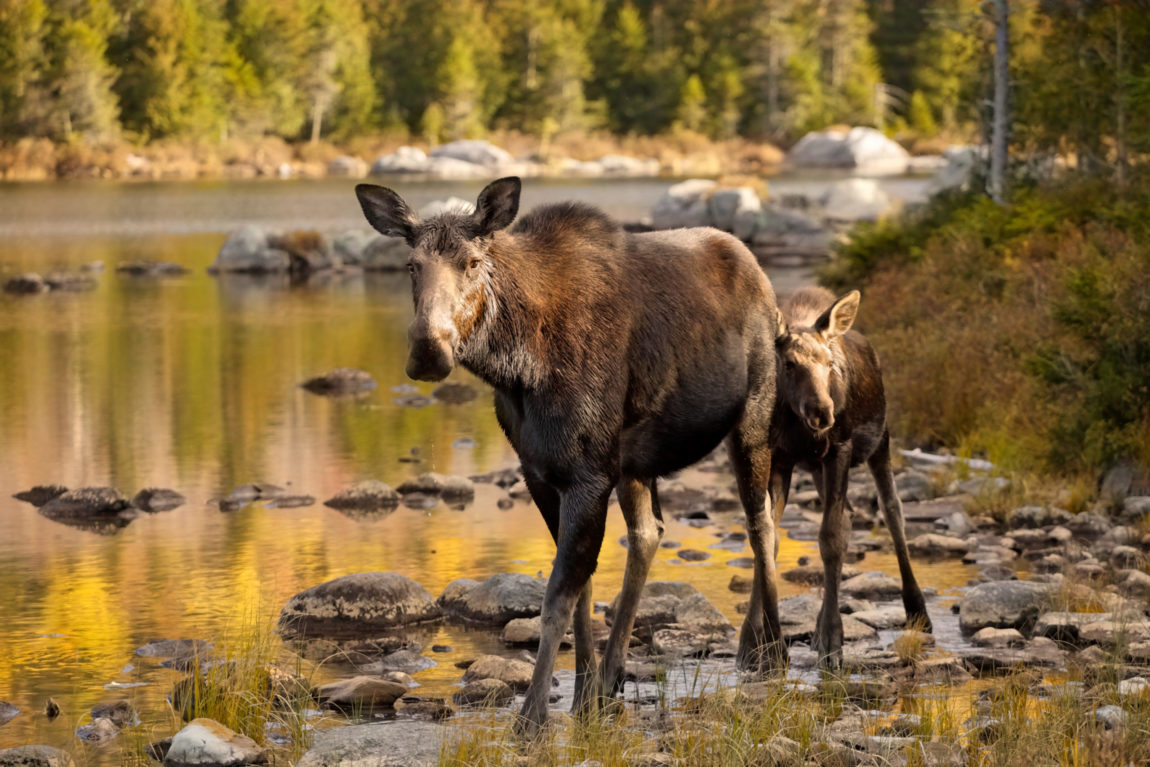 Moose_Flyer_img-scaled.jpeg