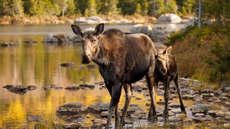 Bridger-Teton National Forest is open!