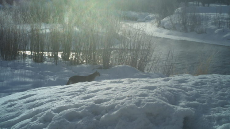 Wildlife Crossings: A year after passing the SPET measure