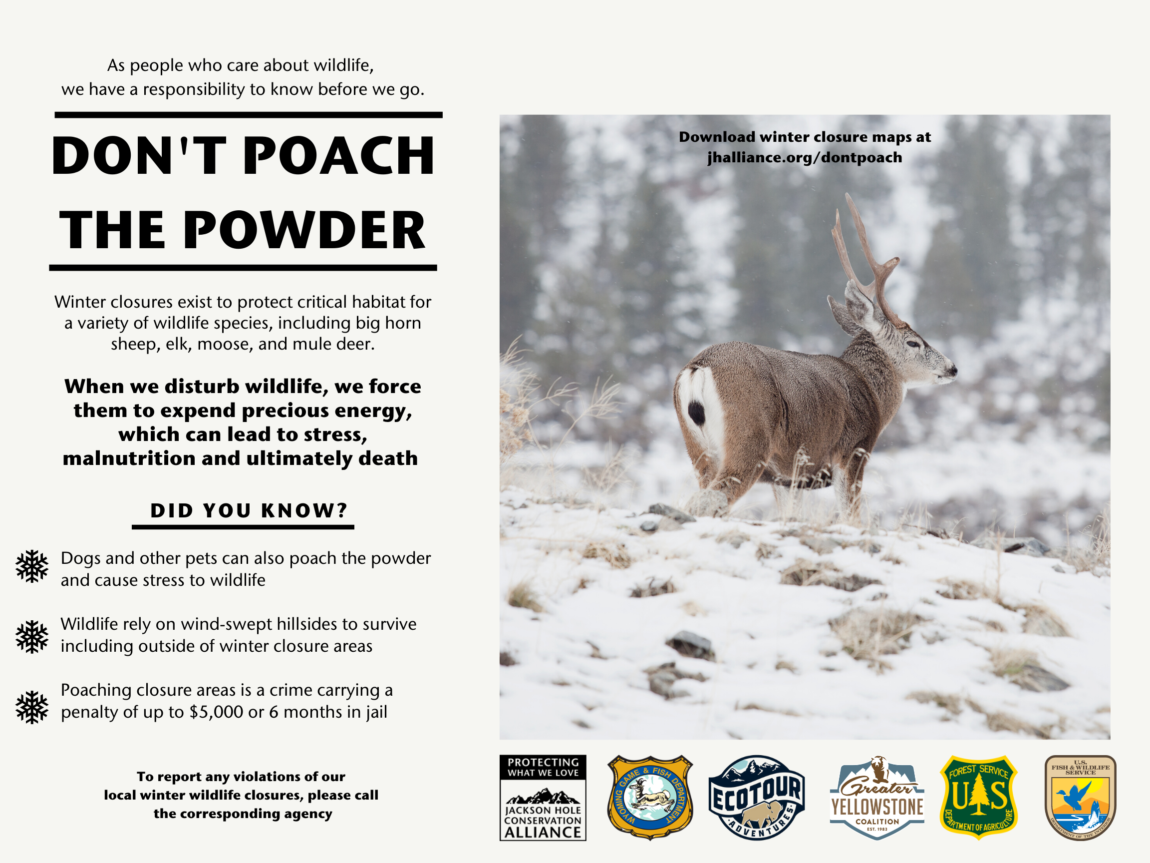 DONT-POACH-THE-POWDER-PDF-1.png