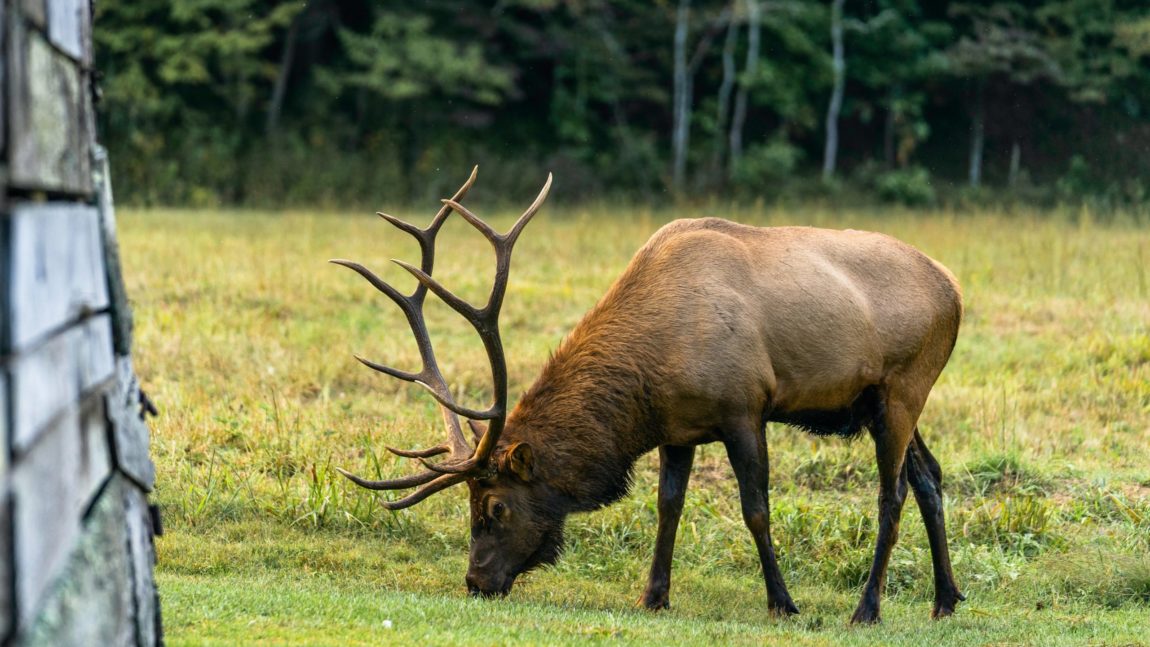 Sustain wildlife in South Park