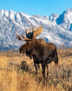 Bull moose by the Tetons
