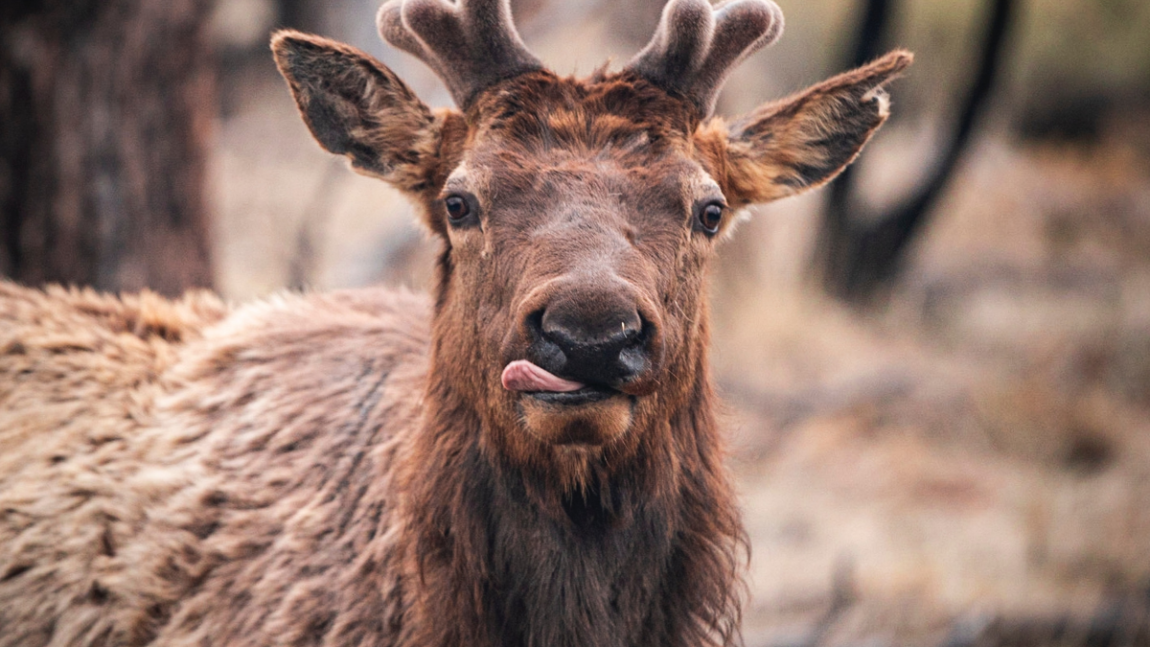 Town of Jackson officially approves and funds an Ecosystem Stewardship Administrator for Fiscal Year 2022