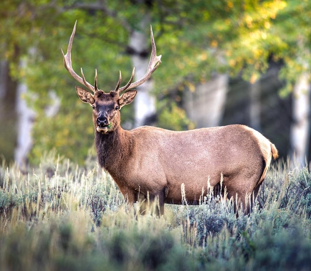 Wildlife highlight: Elk