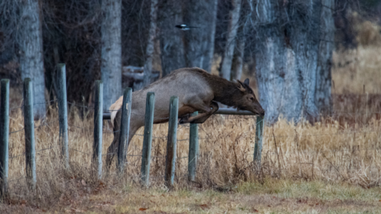 Support Wildlife Friendly Fencing