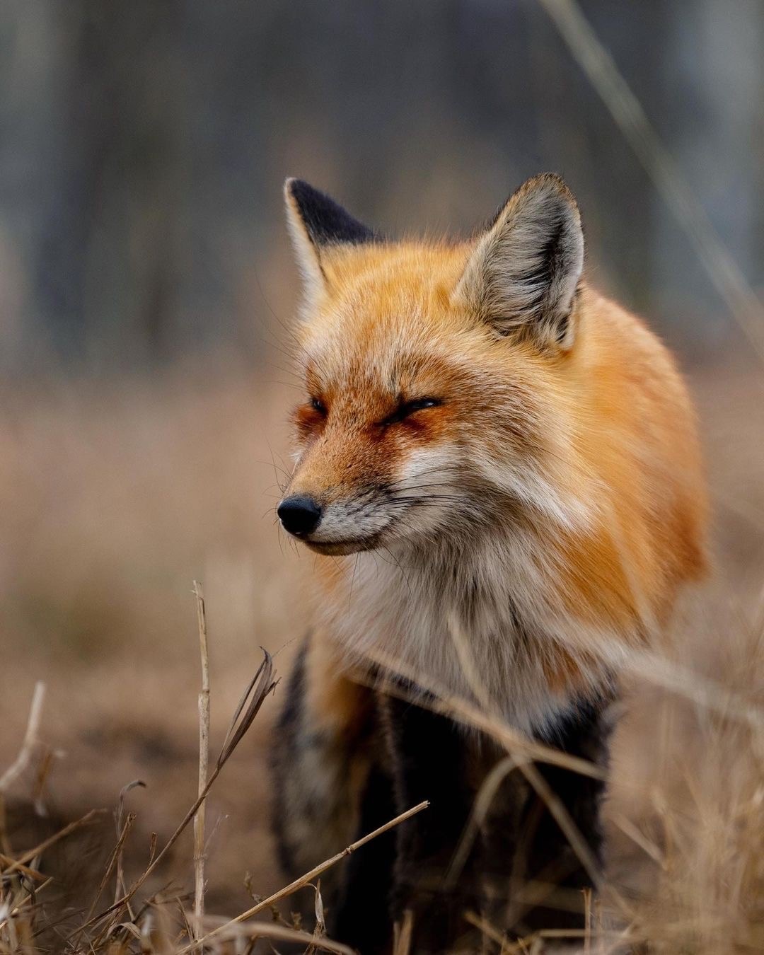 Wildlife highlight: Red fox - Jackson Hole Conservation Alliance