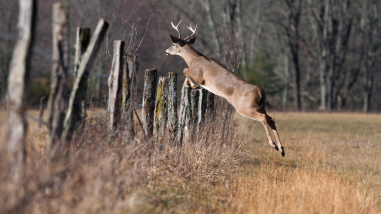 Wildlife Friendly Fencing is back up at the County Commission Tuesday – help us pass the new rules!