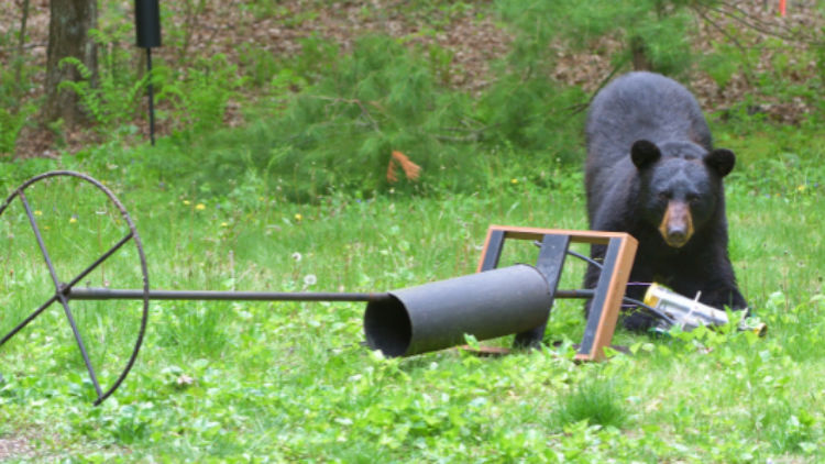 Jackson’s bears are in danger. This is how we save them