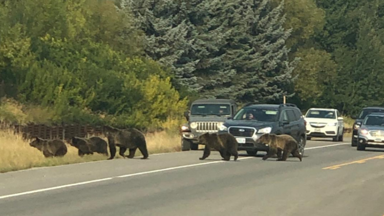 On coexistence: Seeking a collective vision of human-wildlife relations in Teton County