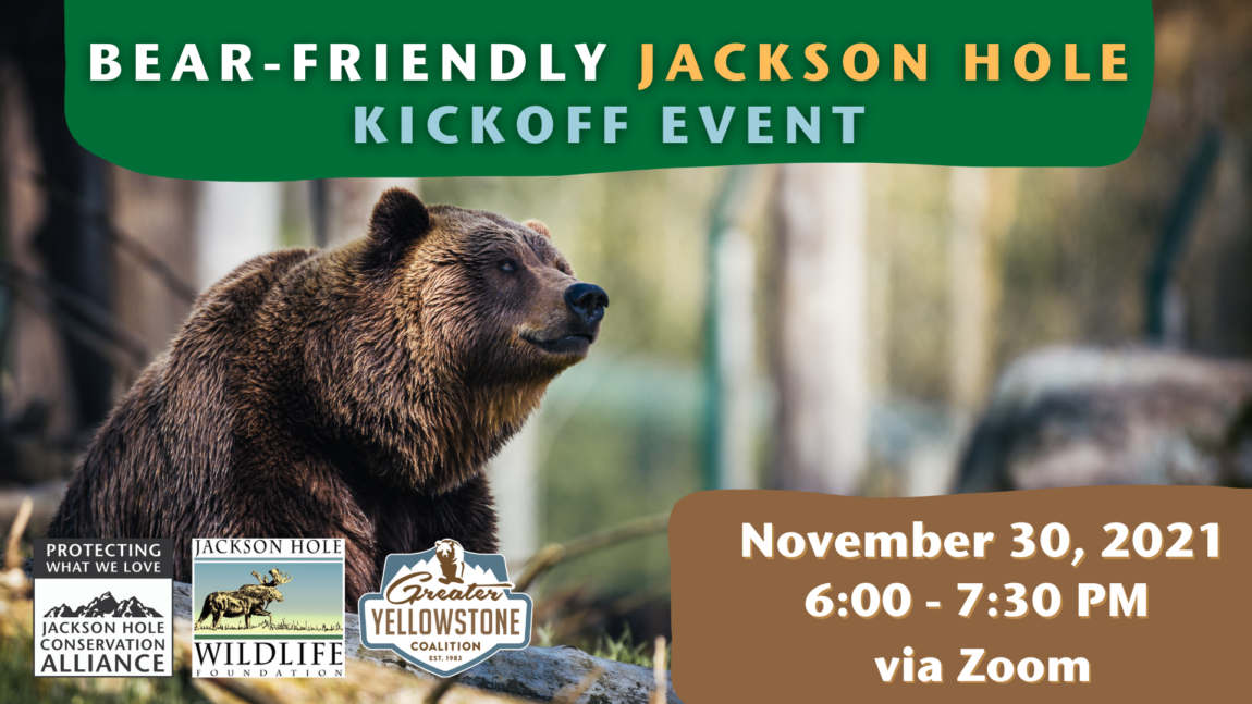 BEAR-FRIENDLY-JACKSON-HOLE-1.png