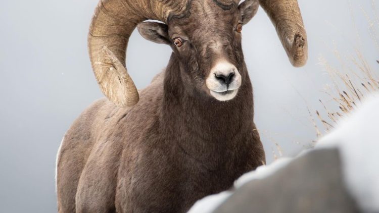 Don’t Poach the Powder program kicks off as winter wildlife closures begin