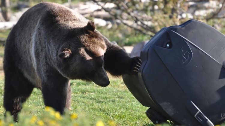 Planning Commission discusses Wildlife Feeding Land Development Regulation amendments, pushes approval vote to February 28