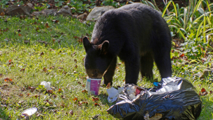 Planning Commission postpones decision on Wildlife Feeding Regulations update once more