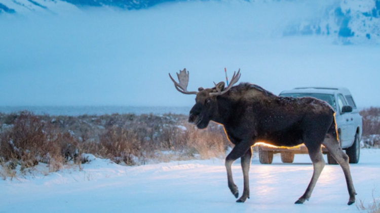 Alliance awarded “Partners in Conservation” grant from Teton Conservation District