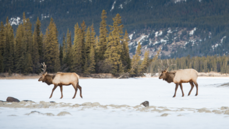How to better coexist with our wildlife this spring 